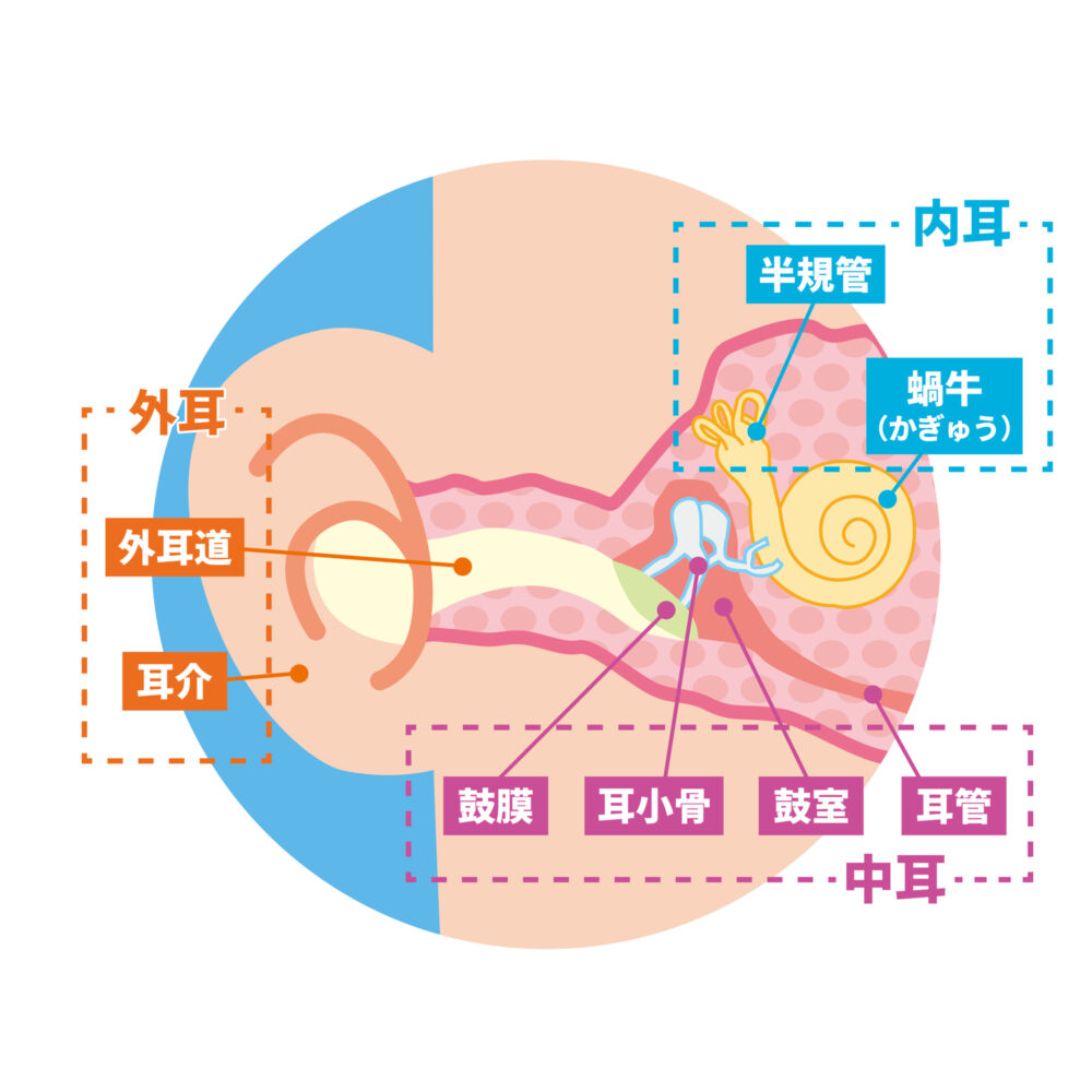 耳の構造図（外耳・中耳・内耳を示した断面イラスト）